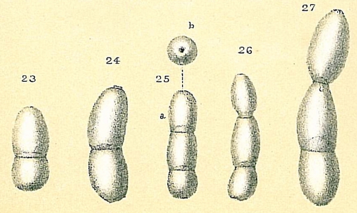 Glandulonodosaria calomorpha Glandulonodosaria calomorpha