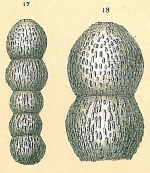 Orthomorphina trincherasensis (Bermúdez, 1949) [Glandulonodosaria sp.nov. sensu Jones, R.W. 1994]