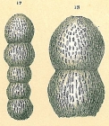Orthomorphina trincherasensis (Bermúdez, 1949) [Glandulonodosaria sp.nov. sensu Jones, R.W. 1994]