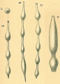 Chromista - Foraminifera (foraminifers)