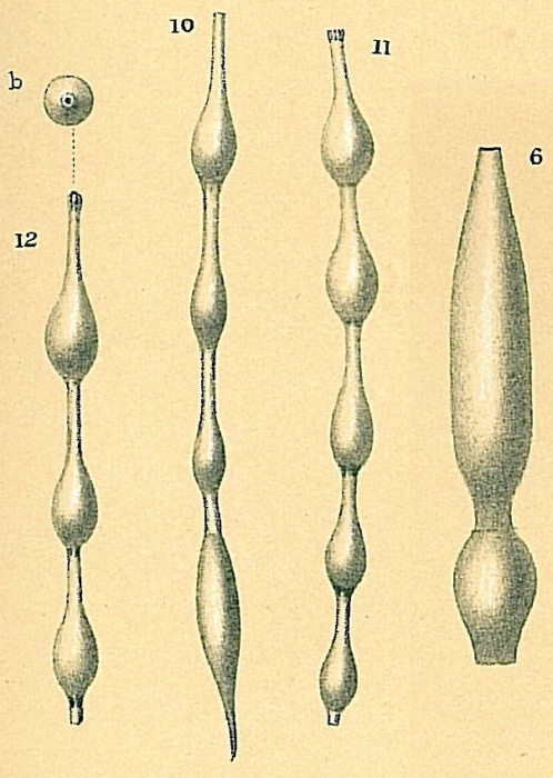 Grigelis orectus except fig. 6