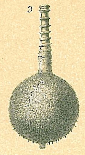 Lagena aspera var. crispata Lagena aspera var. crispata