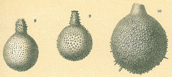 Lagena gibbera