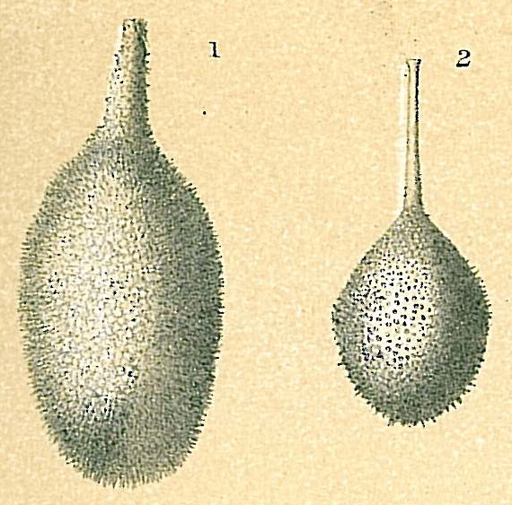 Lagena hispida Lagena hispida