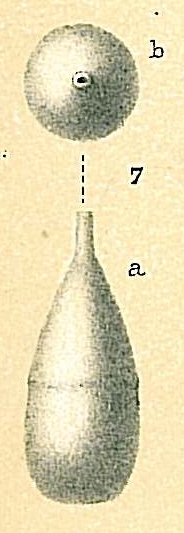 Lagena laevis Lagena laevis