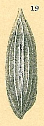 Lagena meridionalis Lagena meridionalis