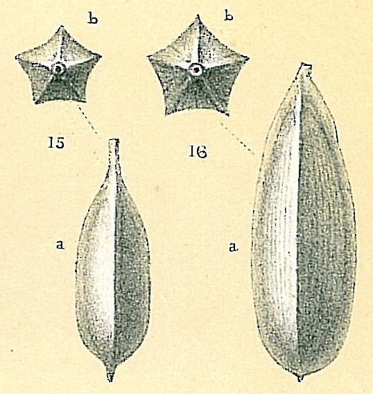 Lagena quinquelaterata