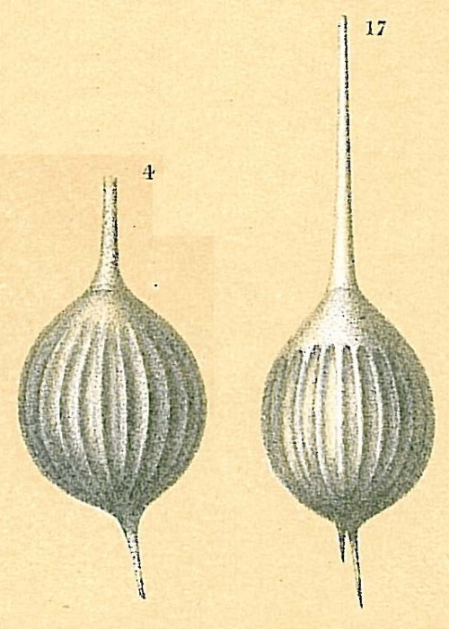 Lagena semilineata var. spinigera Lagena semilineata var. spinigera