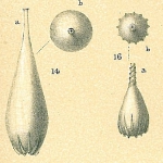 Pygmaeoseistron oceanicum (Albani, 1974) (fig. 14 only) [Lagena semistriata sensu Jones, R.W. 1994]