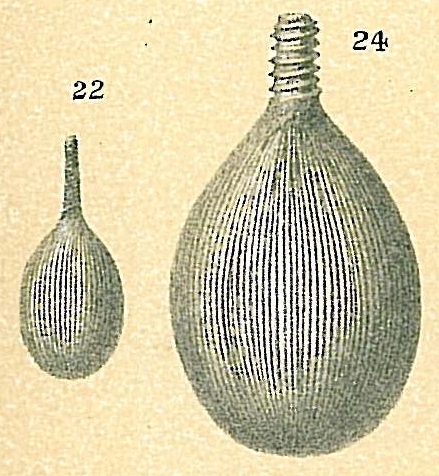 Lagena striata Lagena striata