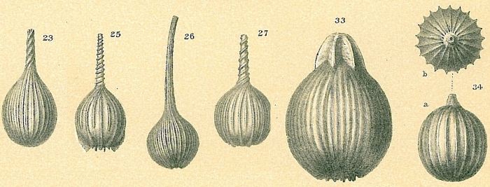 Lagena sulcata