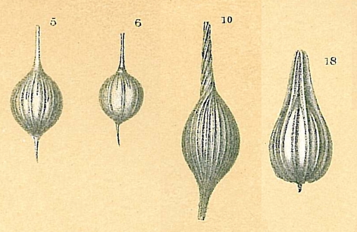 Lagena sulcata