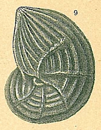 Lenticulina anaglypta Lenticulina anaglypta