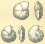 Chromista - Foraminifera (foraminifers)