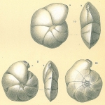 Lenticulina atlantica sensu jones = L. tasmanica in opinion of Hayward et al. (2010)