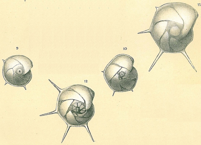 Lenticulina calcar Lenticulina calcar