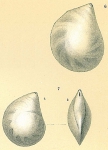 Chromista - Foraminifera (foraminifers)