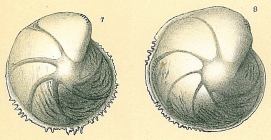Lenticulina denticulifera