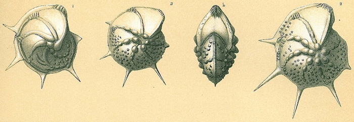 Lenticulina echinata Lenticulina echinata