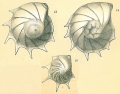 Chromista - Foraminifera (foraminifers)