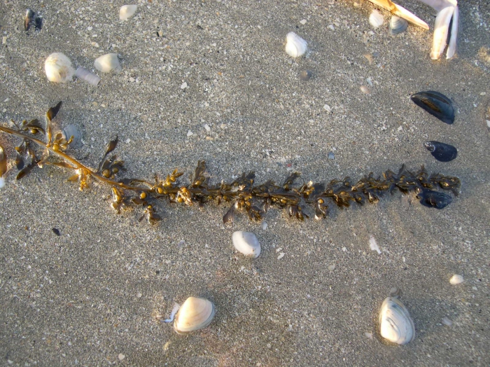 Sargassum muticum (Yendo) Fensholt, 1955 