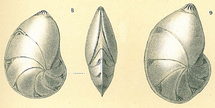 Lenticulina gibba