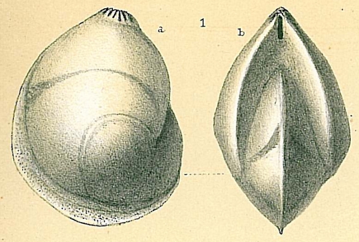 Lenticulina inornata Lenticulina inornata