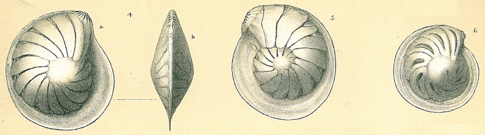 Lenticulina iota Lenticulina iota