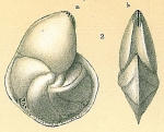 Chromista - Foraminifera (foraminifers)