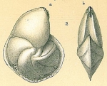 Lenticulina nitida