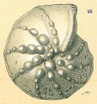 Lenticulina papillosa
