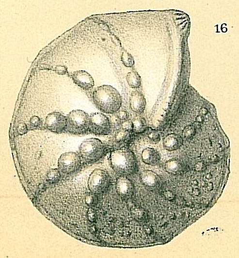 Lenticulina papillosa Lenticulina papillosa