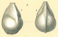 Chromista - Foraminifera (foraminifers)