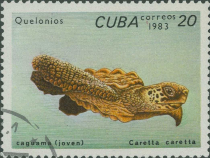 Caretta caretta Caretta caretta