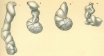 Lenticulina sp. aberrant