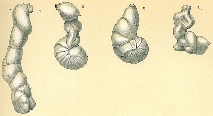 Lenticulina sp. aberrant Lenticulina sp. aberrant