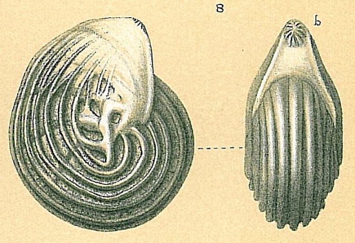 Lenticulina sp.nov. possibly L. stachi Huang, 1967 Opinion of Chih-Wei Chien (2019) pers. comm. Lenticulina sp.nov. possibly L. stachi Huang, 1967 Opinion of Chih-Wei Chien (2019) pers. comm.