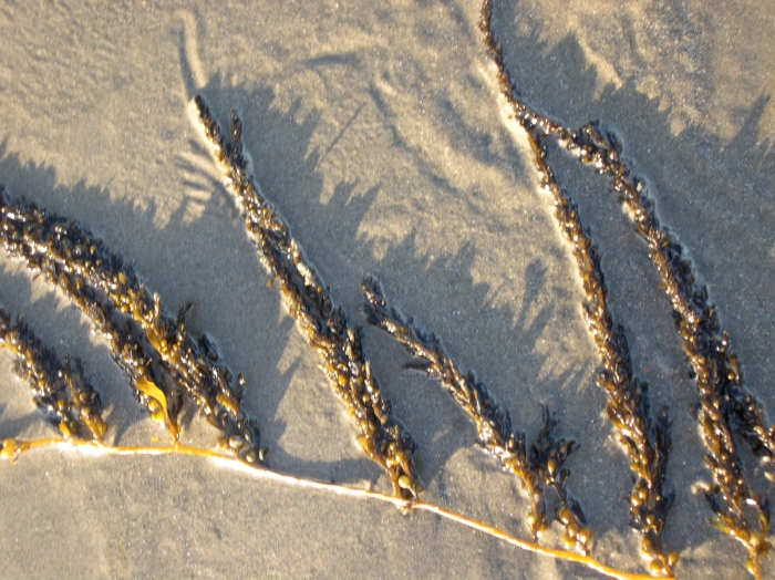 Sargassum muticum (Yendo) Fensholt, 1955 