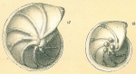 Lenticulina submamilligera