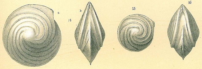 Lenticulina vortex Lenticulina vortex