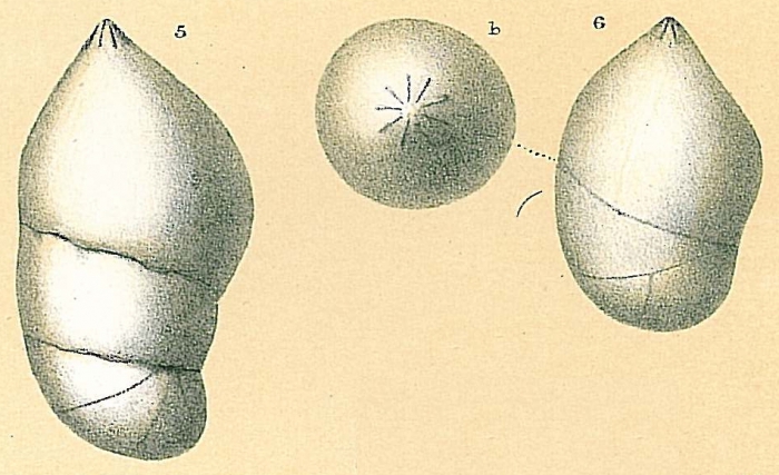 Marginulina obesa