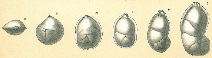 Neolenticulina variabilis Neolenticulina variabilis