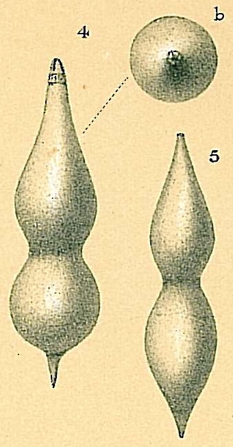 Nodosaria simplex