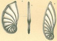 Planularia californica (Galloway & Wissler, 1927) [Planularia australis sensu Jones (1994)]