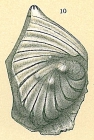 Planularia cassis