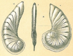 Chromista - Foraminifera (foraminifers)