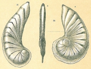 Planularia magnifica var. falciformis