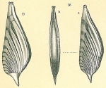 Chromista - Foraminifera (foraminifers)