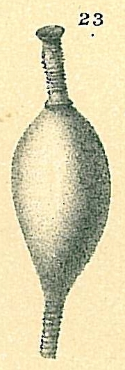 Procerolagena amphora (misidentification) Procerolagena amphora (misidentification)