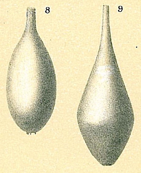Procerolagena clavata Procerolagena clavata